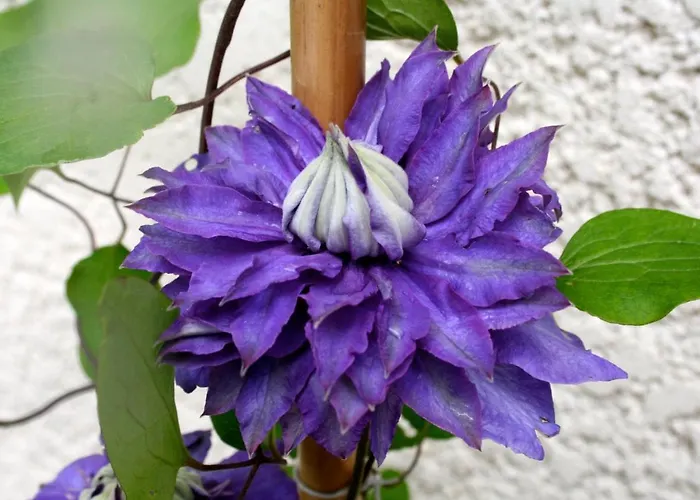 Chambre D'Hotes A L'Ancre Marine De La Villa Rose